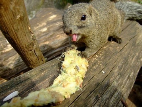 Живность разная :)