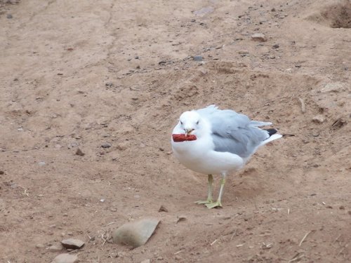 Живность разная :)