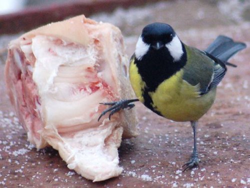 Живность разная :)