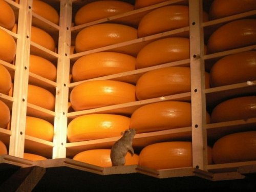 Живность разная :)