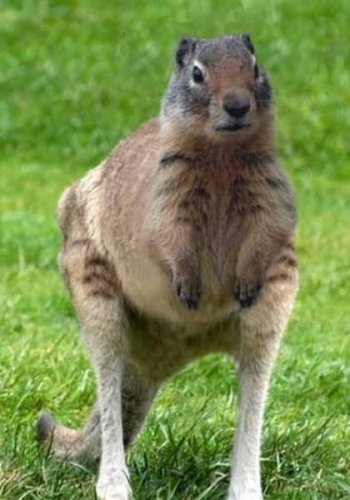 Животный креатив