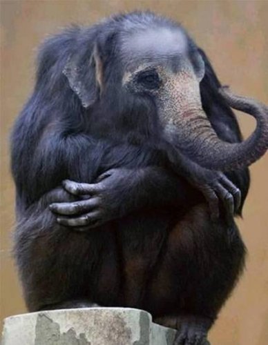 Животный креатив