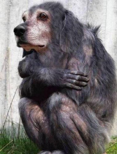 Животный креатив