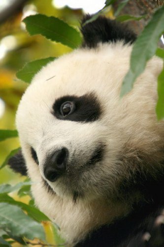 Бамбуковые мишки 