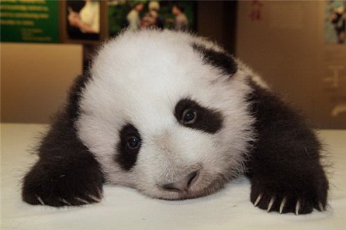 Бамбуковые мишки 