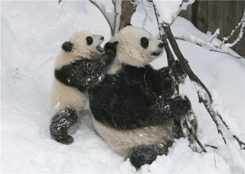 Бамбуковые мишки 