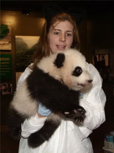 Бамбуковые мишки 