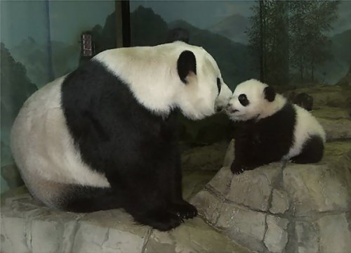 Бамбуковые мишки 