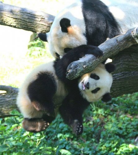 Бамбуковые мишки 