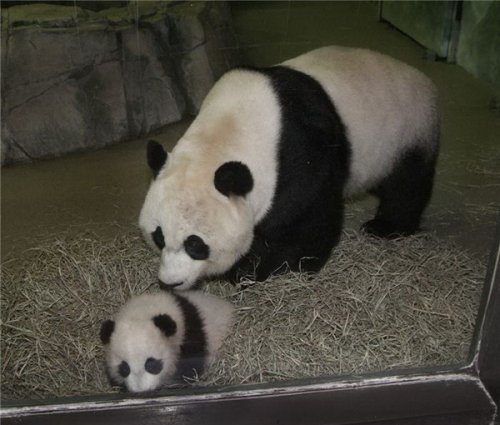 Бамбуковые мишки 