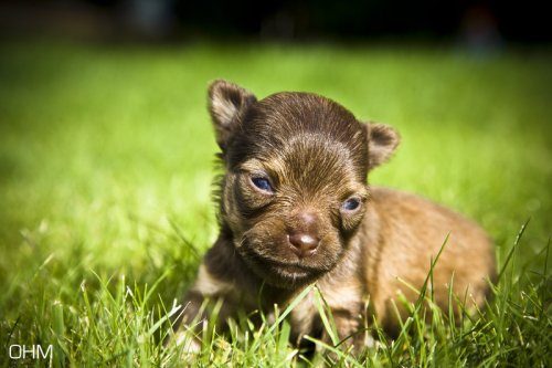Какая прелесть!