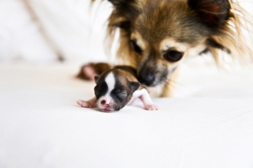 Какая прелесть!