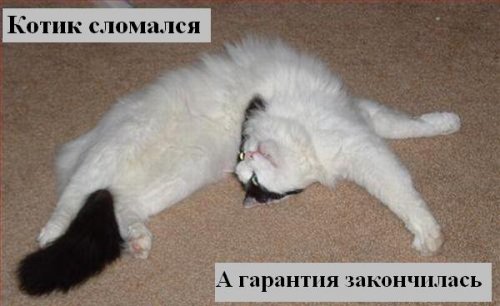 Коты коты коты...