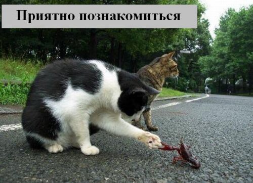 Коты коты коты...