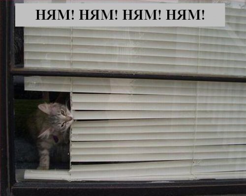 Коты коты коты...