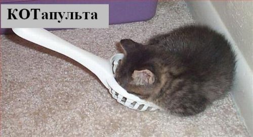 Коты коты коты...