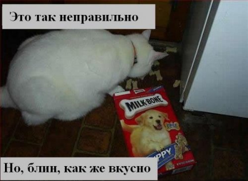 Коты коты коты...