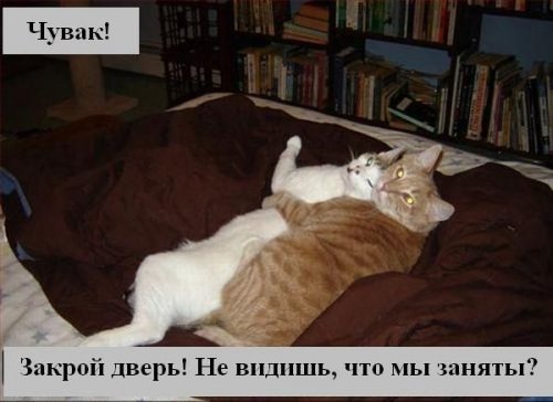 Коты коты коты...