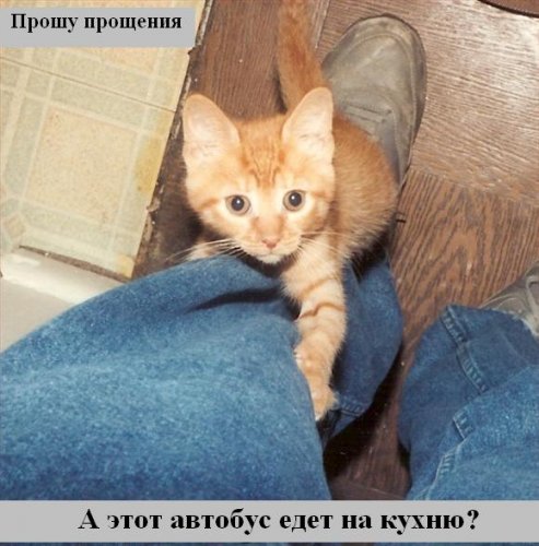 Коты коты коты...