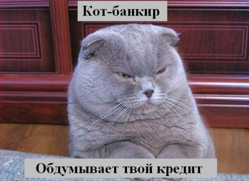 Коты коты коты...