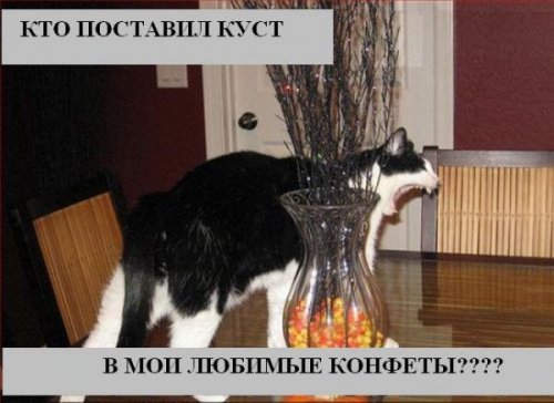 Коты коты коты...