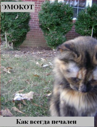 Коты коты коты...