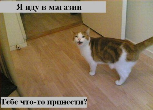 Коты коты коты...