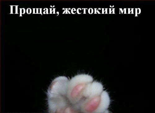 Коты коты коты...