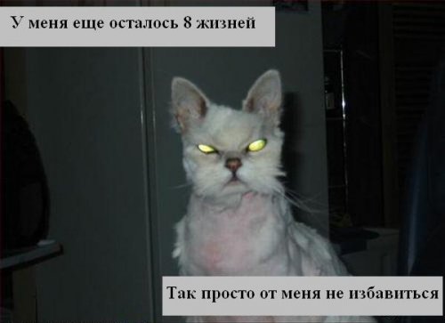 Коты коты коты...