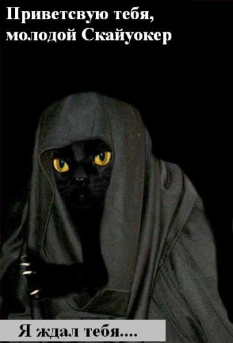 Коты коты коты...