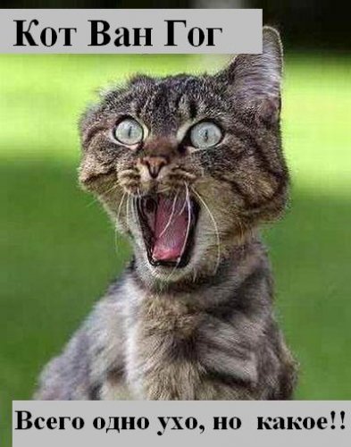 Коты коты коты...