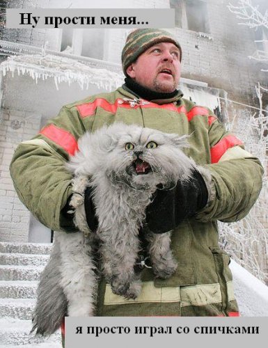 Коты коты коты...