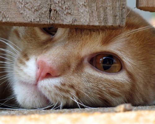 Коты коты коты...