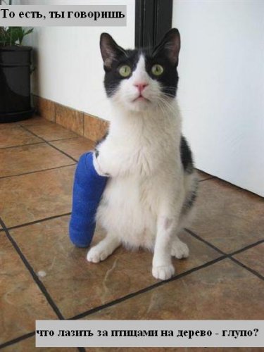 Коты коты коты...