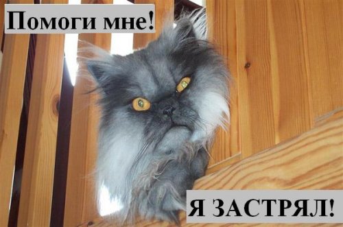 Коты коты коты...