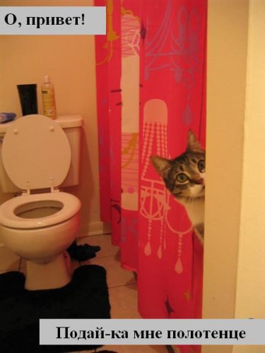 Коты коты коты...