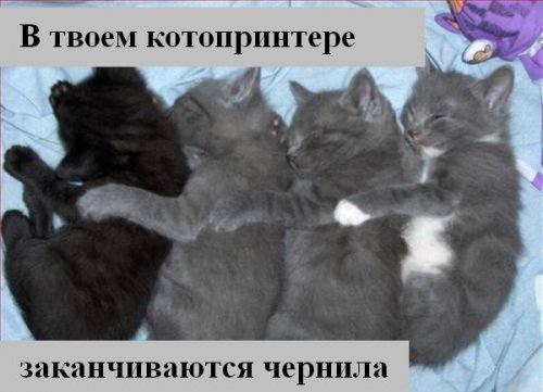 Коты коты коты...