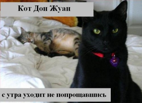 Коты коты коты...