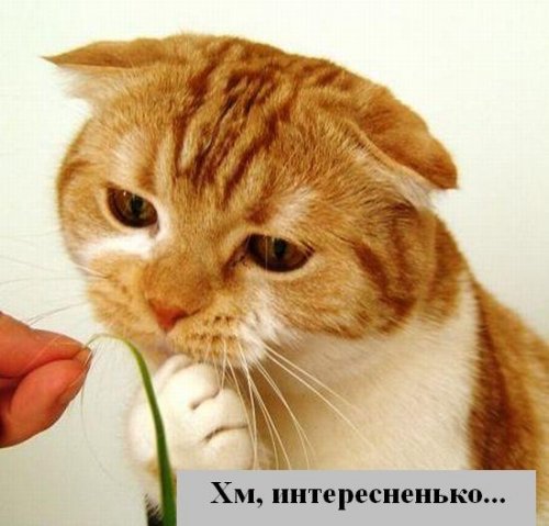 Коты коты коты...