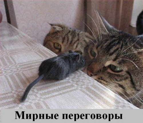 Коты коты коты...