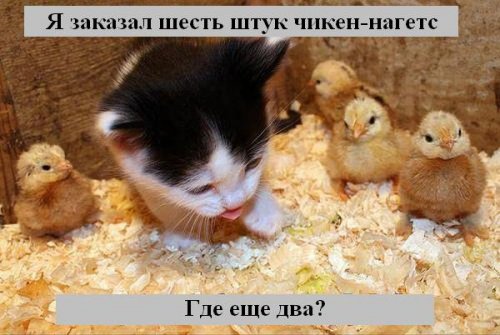 Коты коты коты...