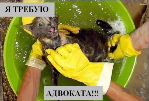 Коты коты коты...