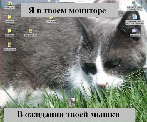 Коты коты коты...
