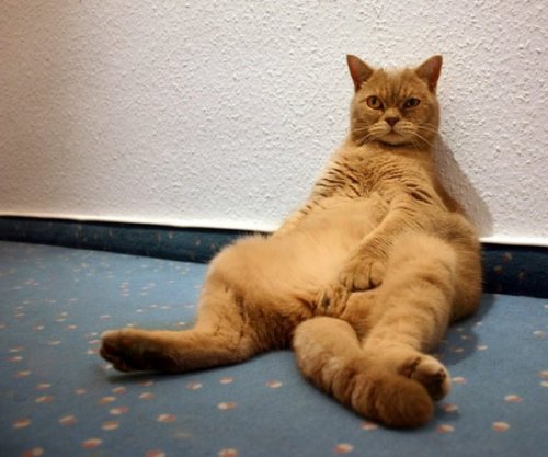 Коты коты коты...