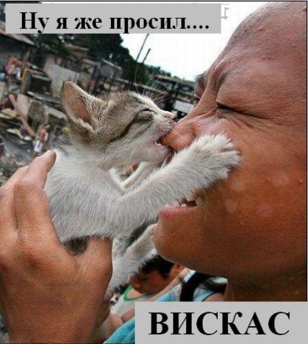 Коты коты коты...