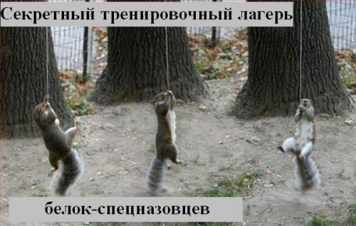 Коты коты коты...