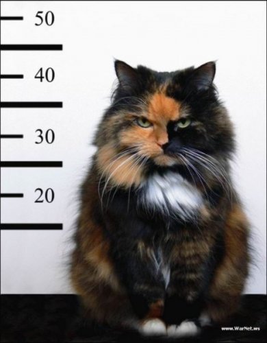 Коты коты коты...