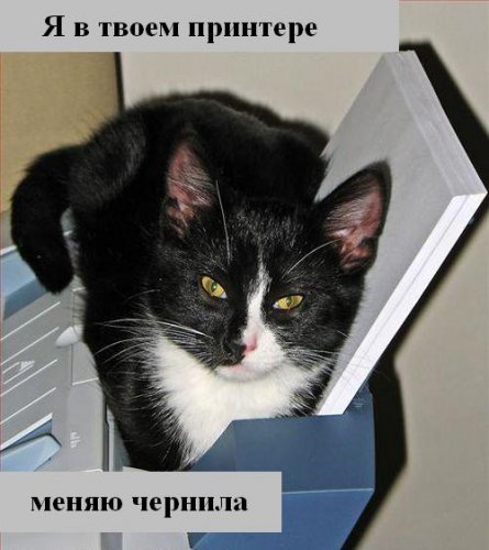 Коты коты коты...