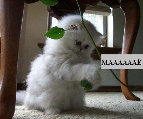 Коты коты коты...