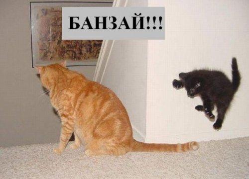 Коты коты коты...